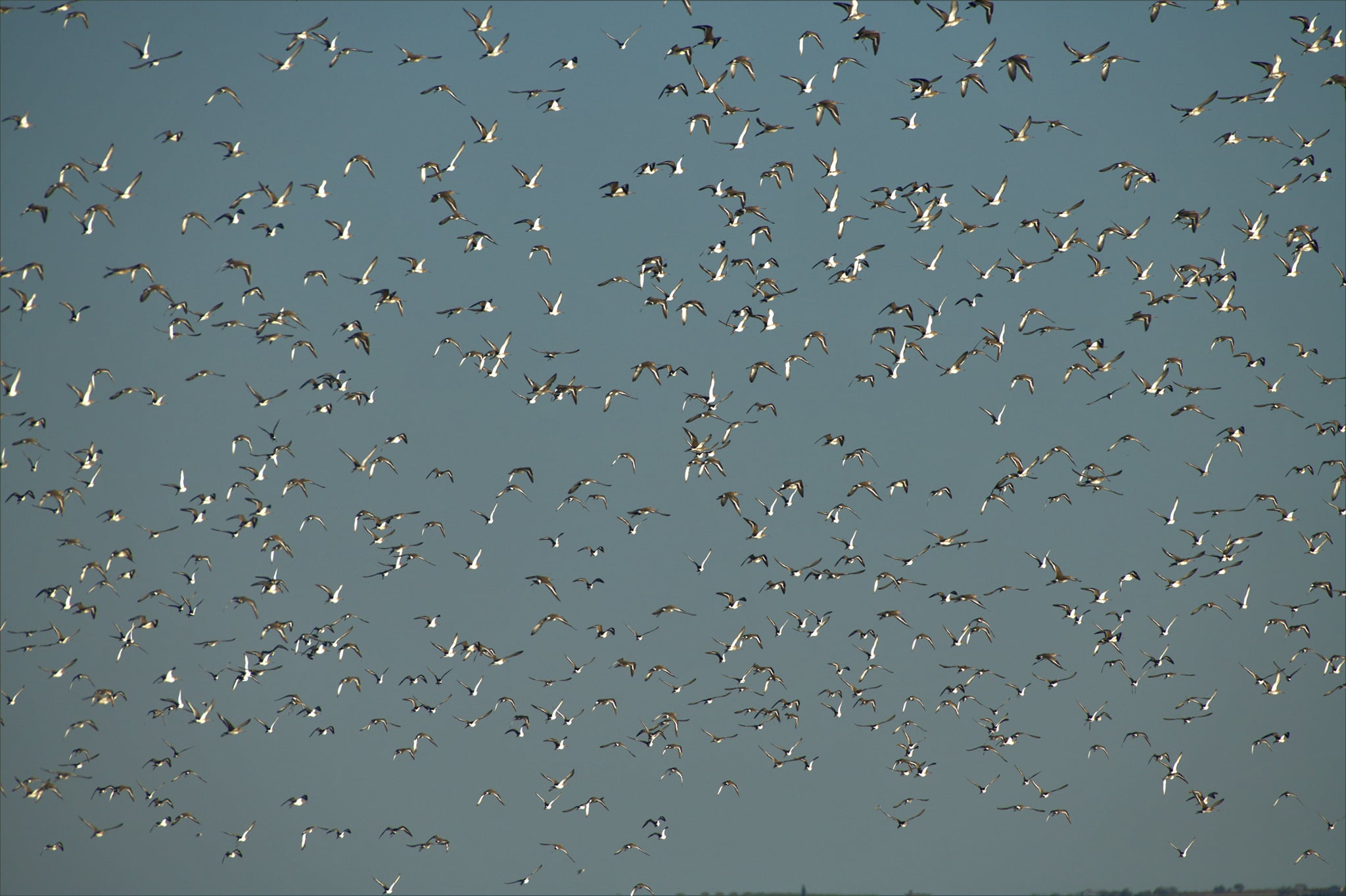 121739974_3191990580850437_1039882392177890174_o.jpg
