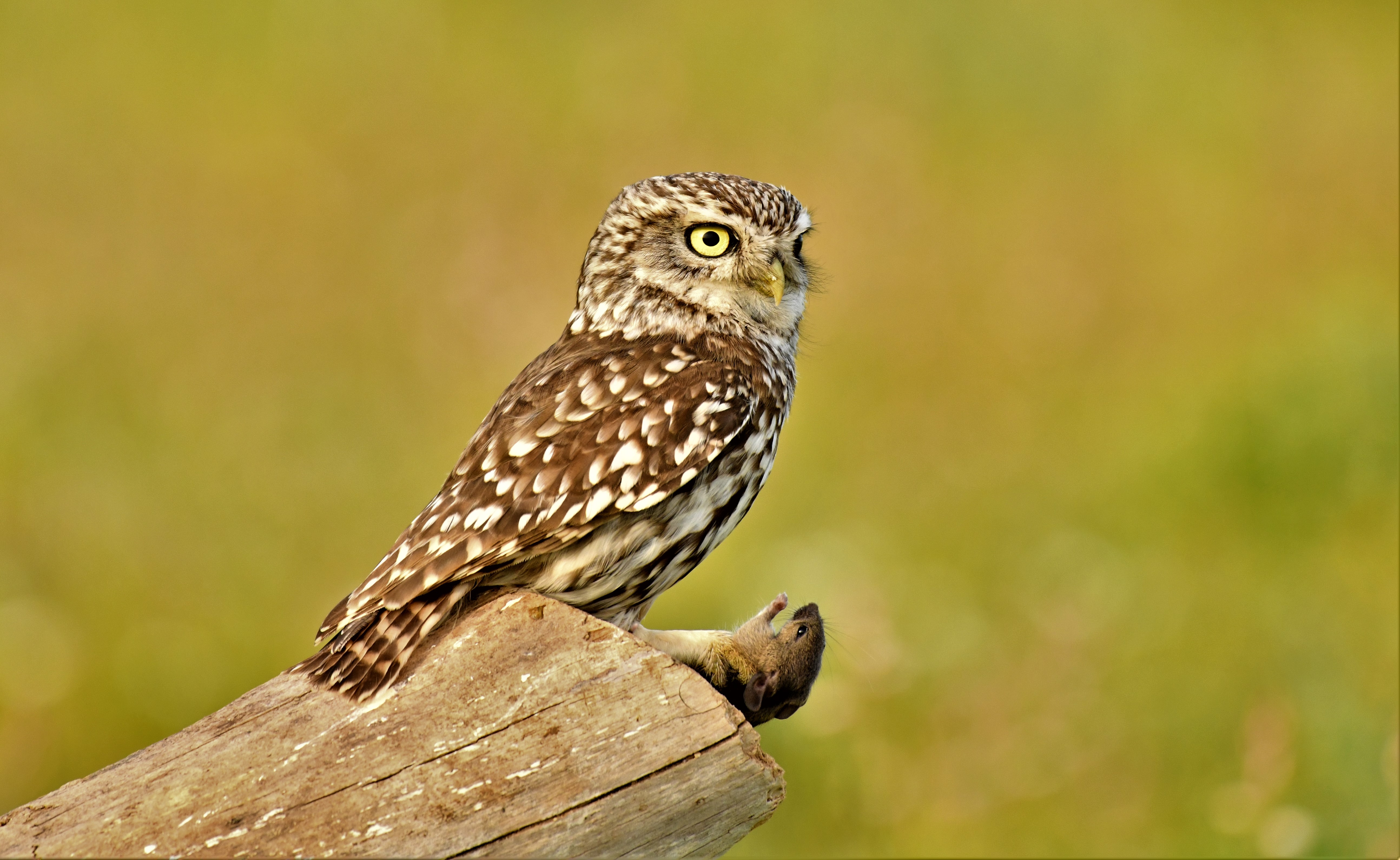 DSC_3467.jpg