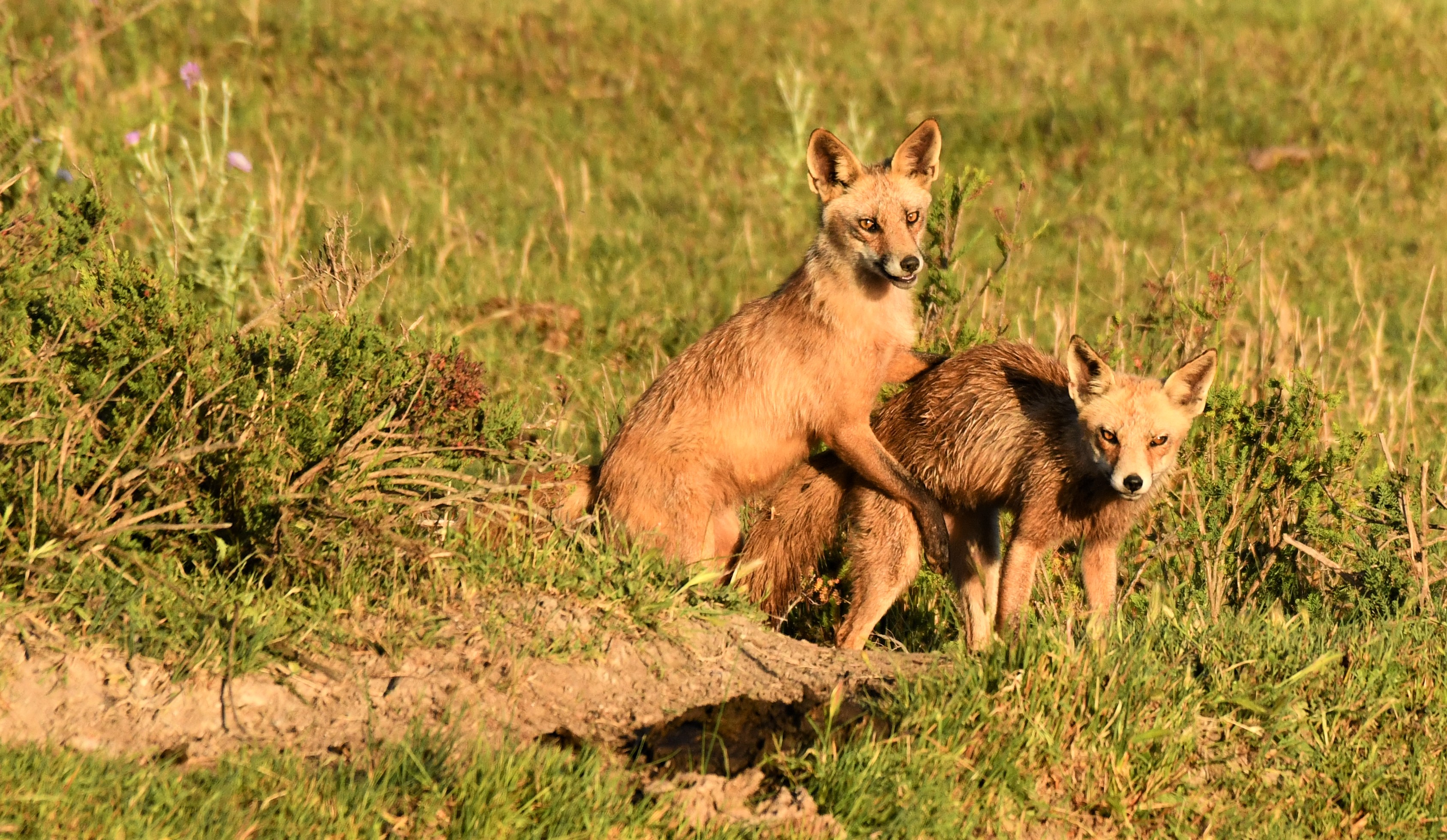 DSC_7978.jpg