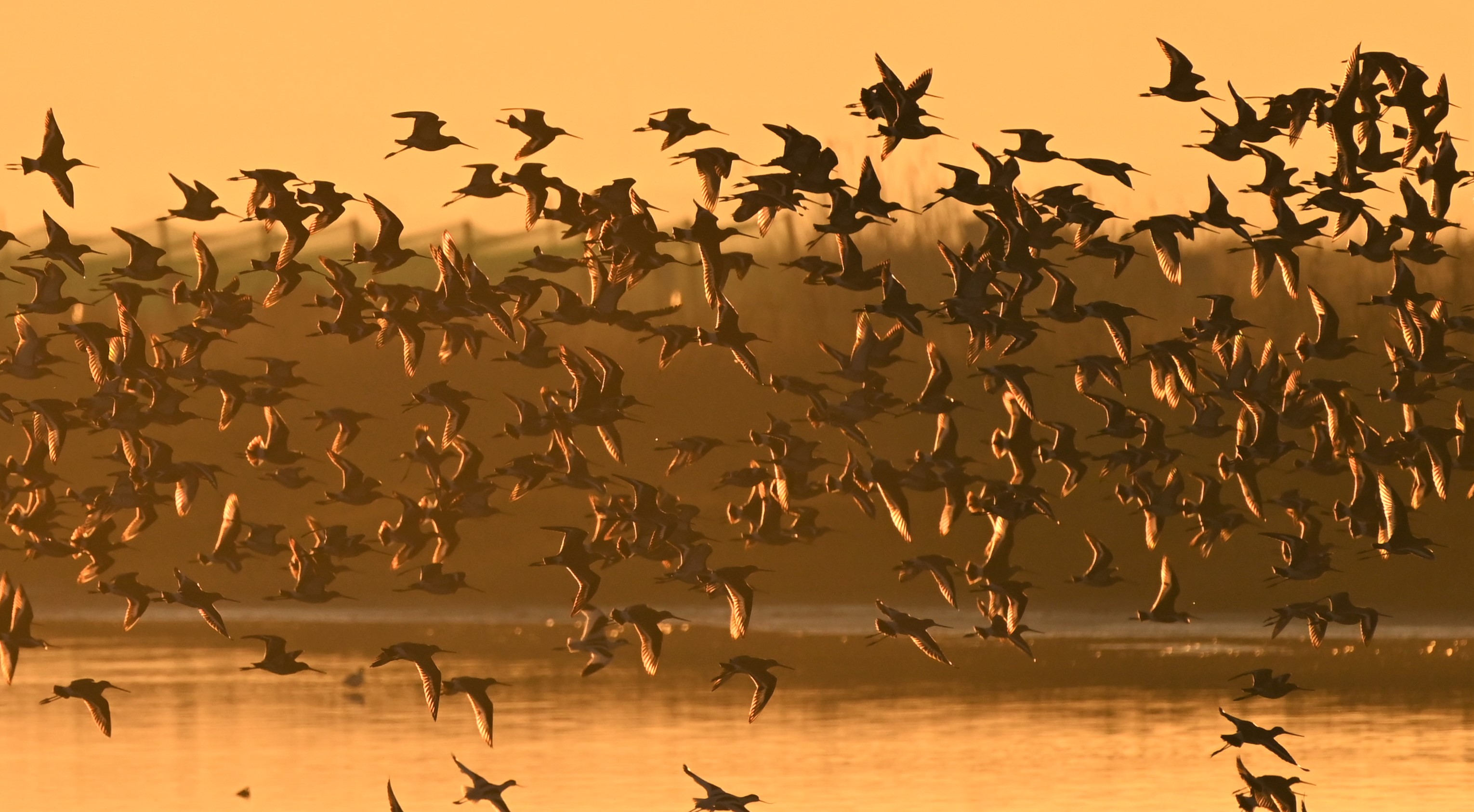 Z6_II_vuelo_al_amanecer_1.jpg
