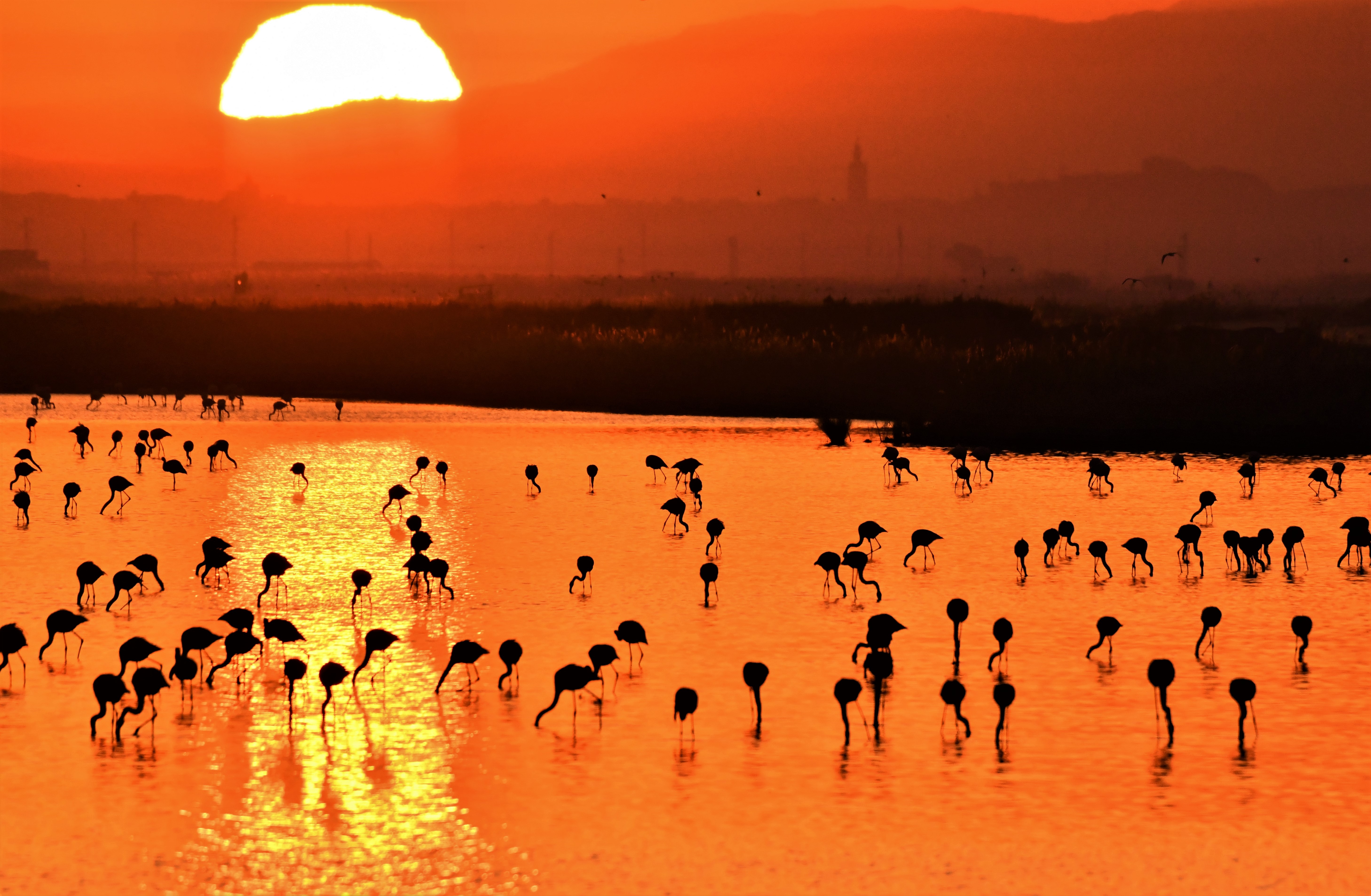atardece_en_nuestra_sabana_-_copia.jpg