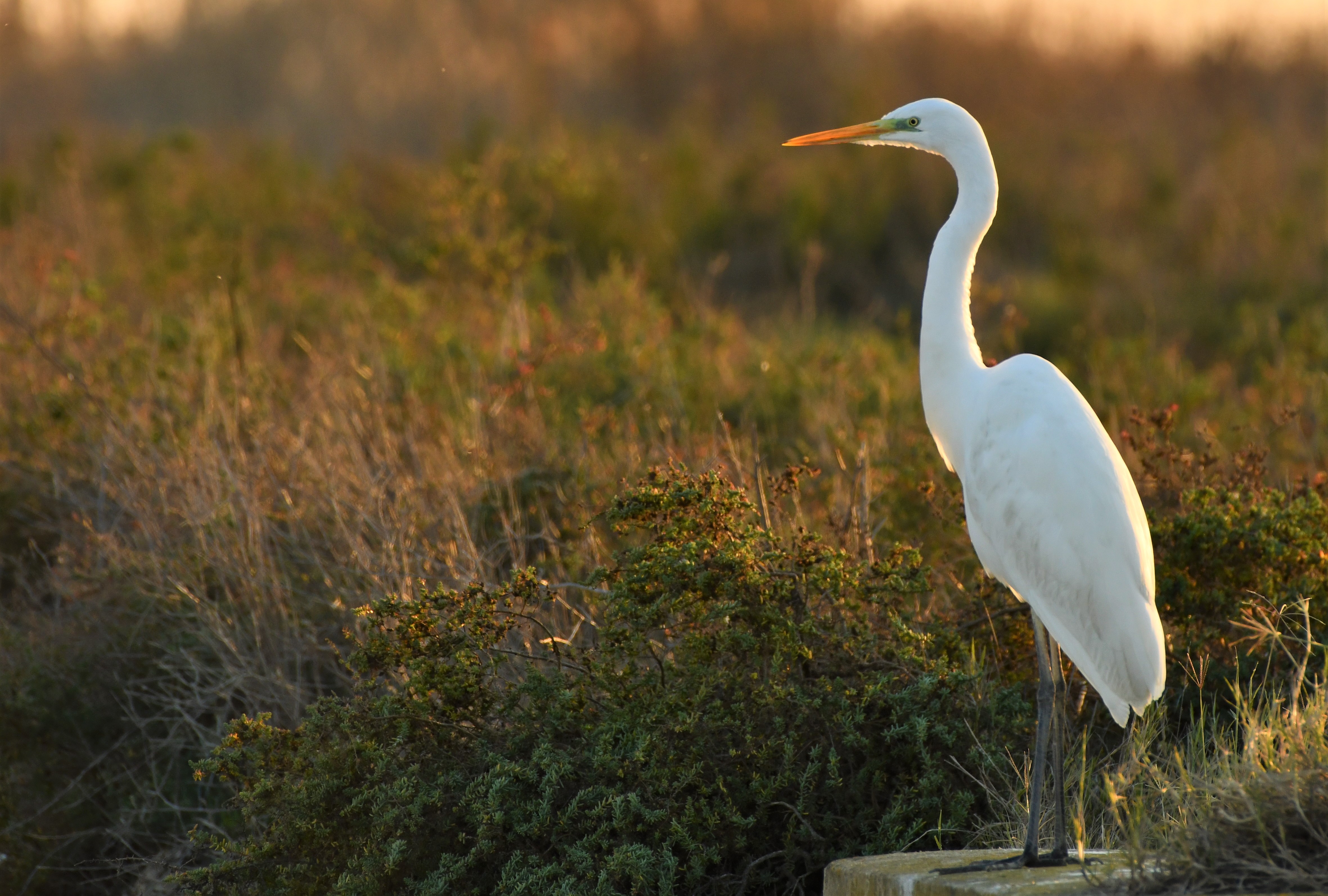 aves_de_doñana_3.jpg