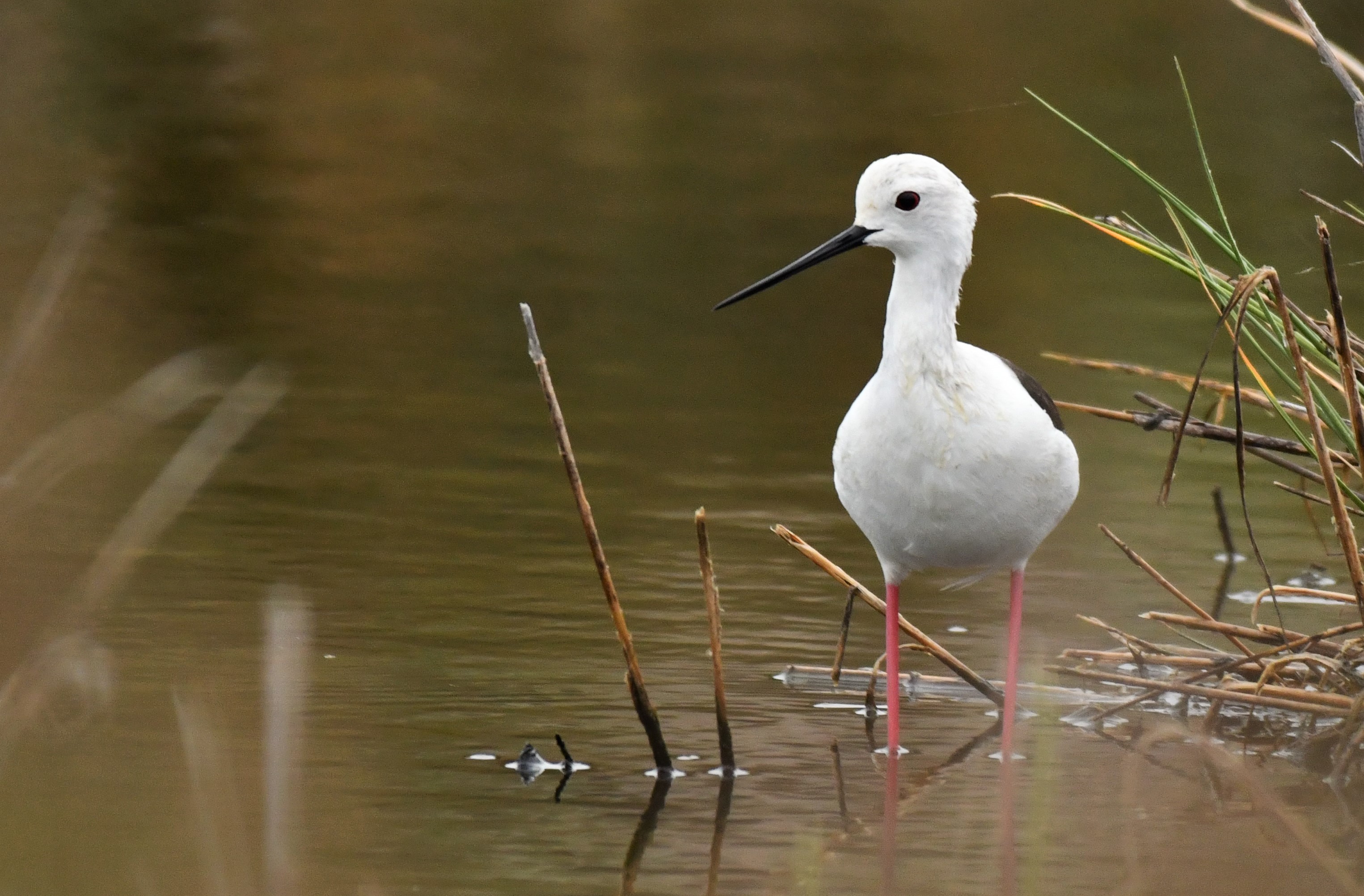 aves_marisma_5_-_copia.JPG