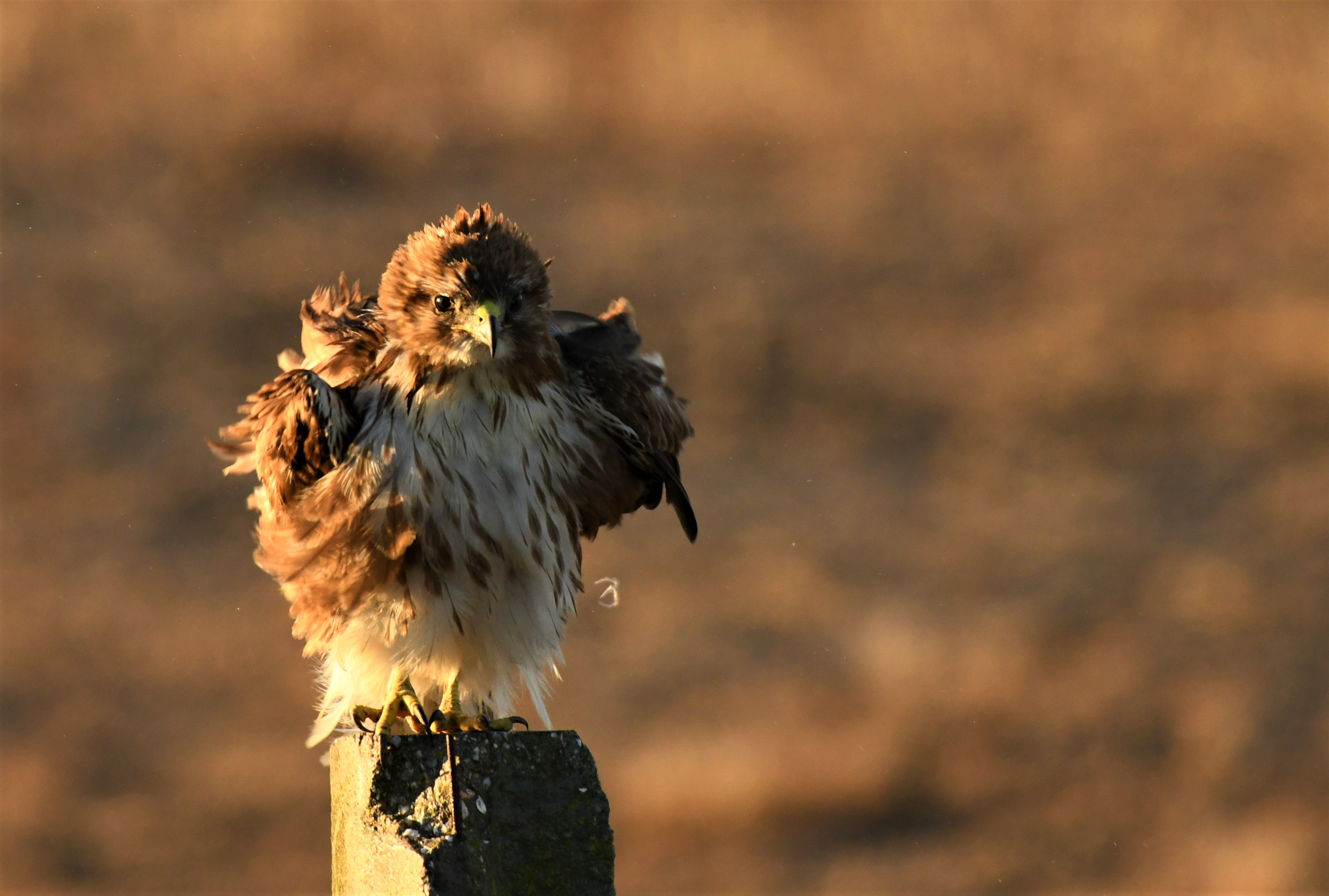 aves_marisma_6.jpg