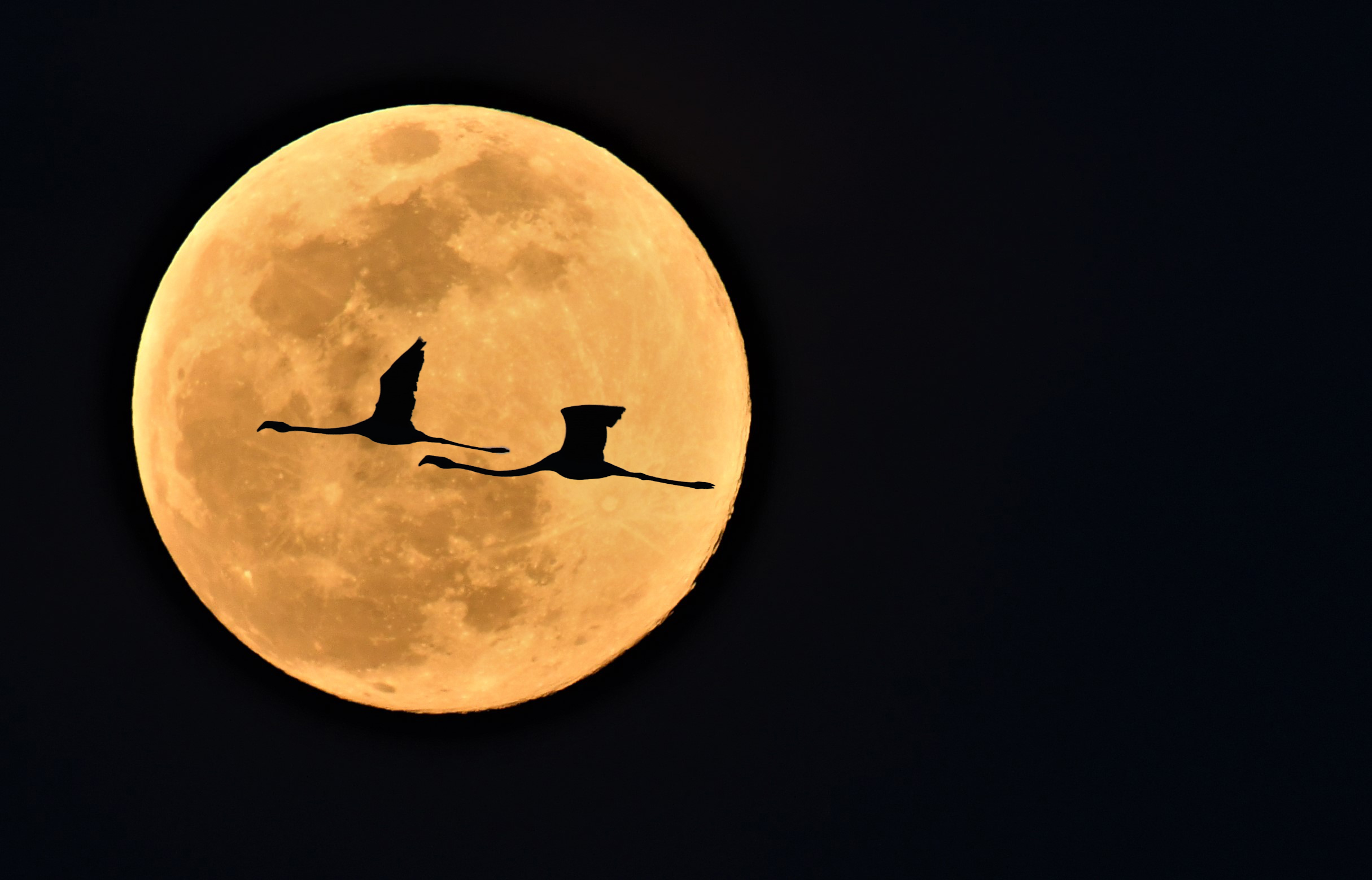 cigueñas_sobre_la_luna_1.jpg