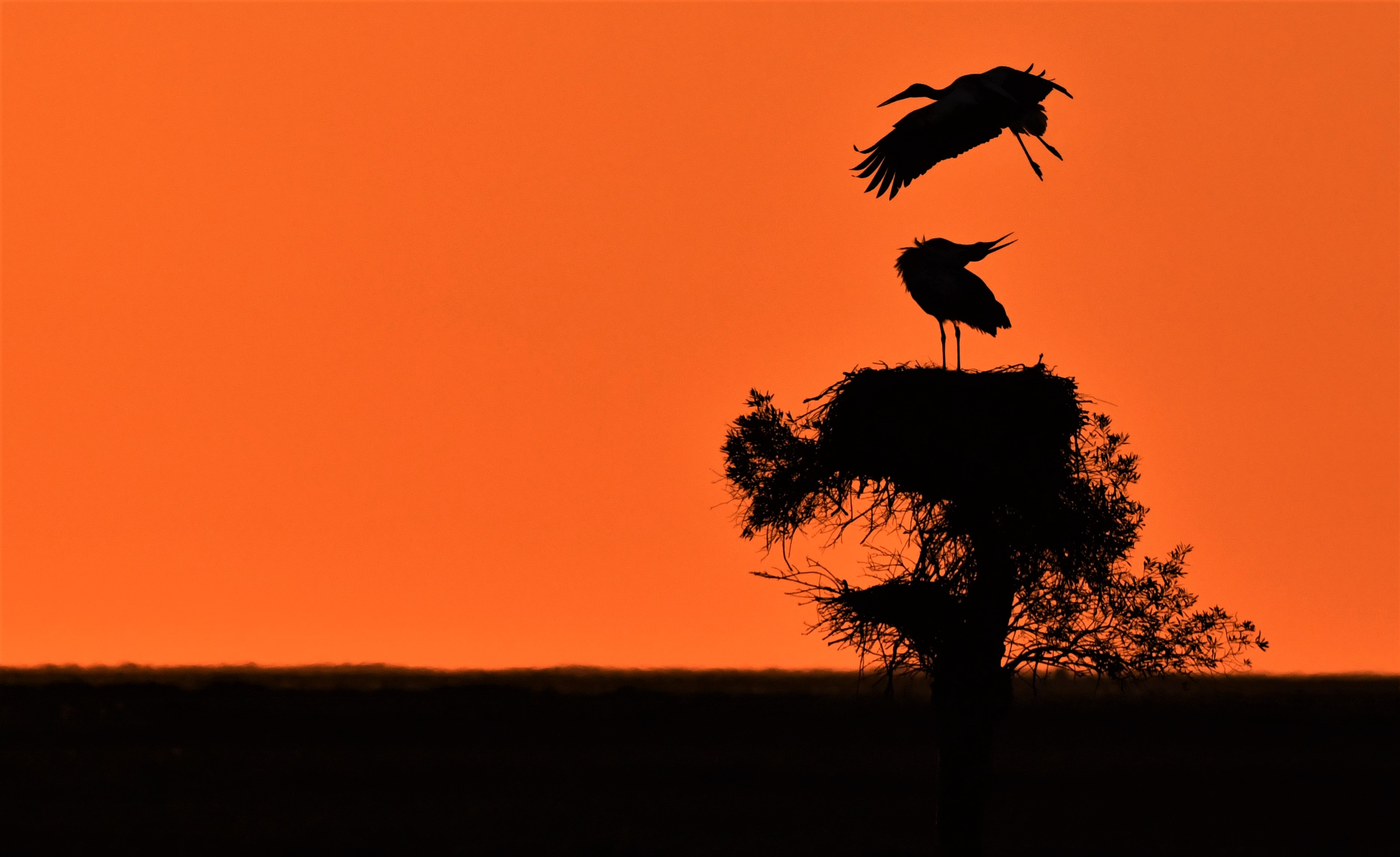 cortejo_al_atardecer_.jpg