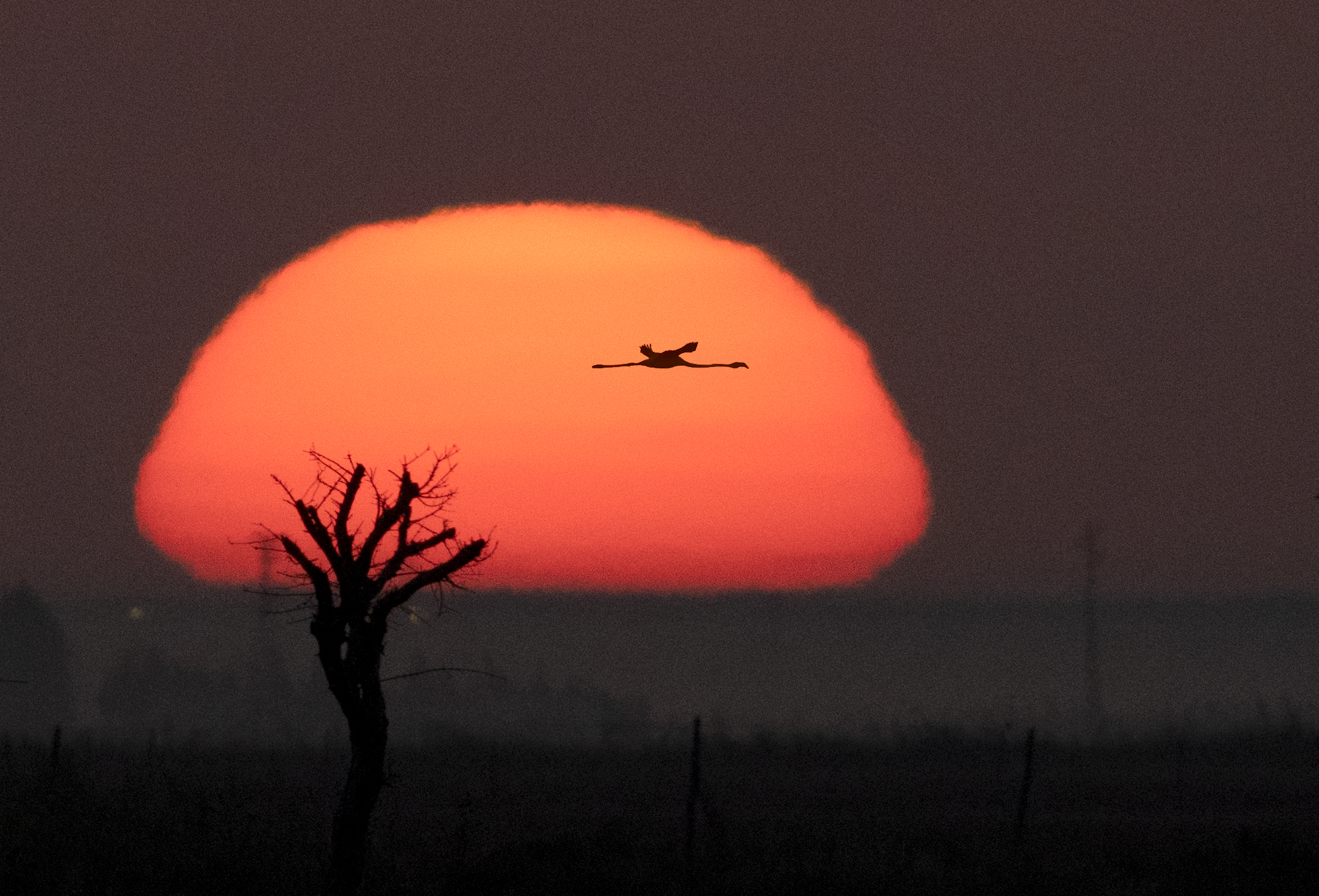 el_vuelo.jpg