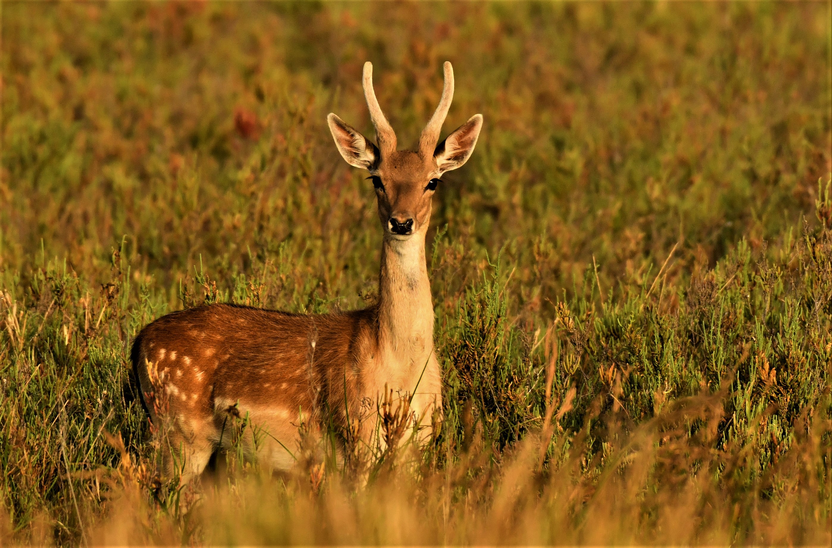 gamo_.jpg