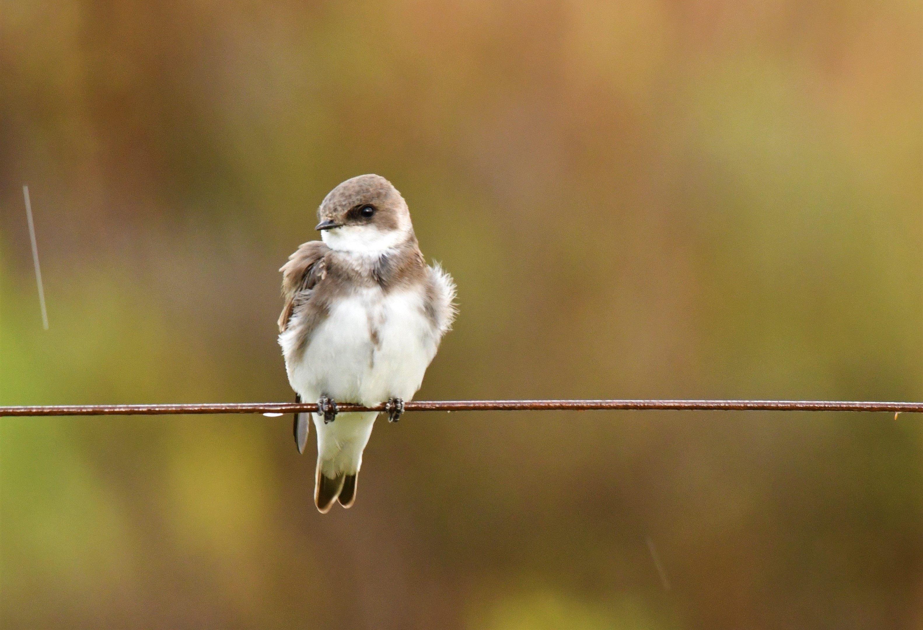 golondrina_2.jpg