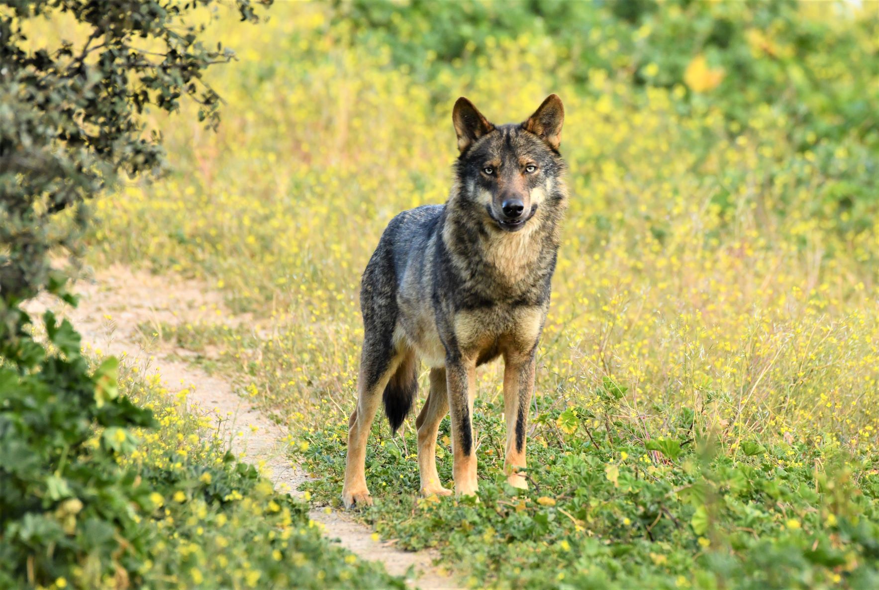 lobo_8.JPG