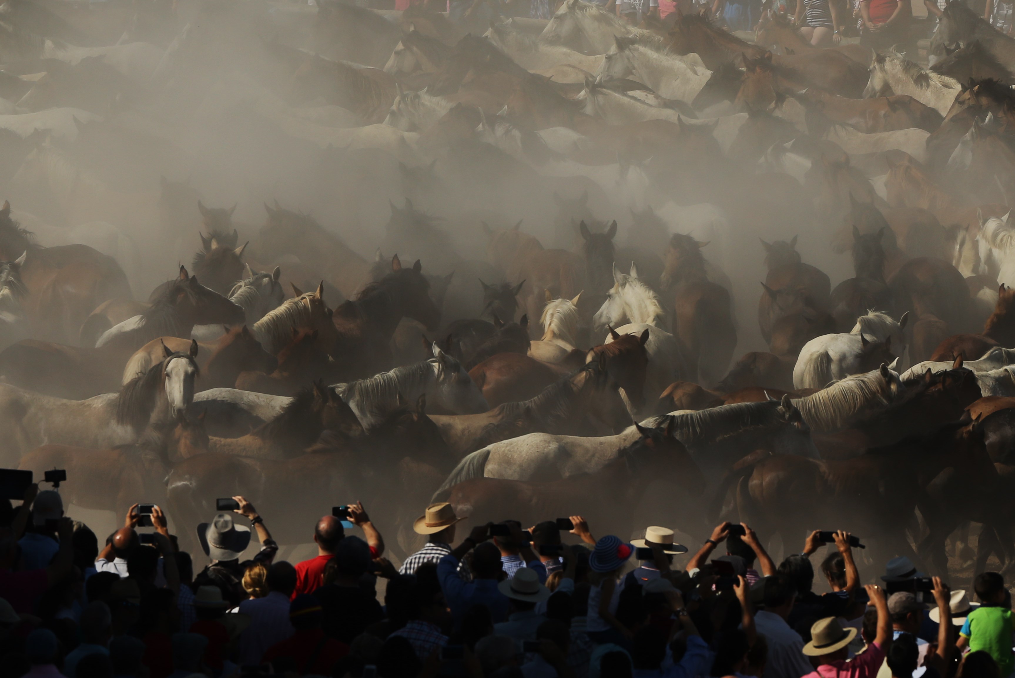 yeguas_de_Doñana.JPG
