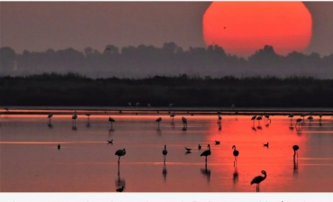 Entre marismas y amaneceres: la mirada del fotógrafo Carlos Romero sobre la vida salvaje de Doñana