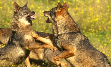 Fotógrafos AFA Alcalá por la conservación del lobo ibérico Fundación Malpartida     