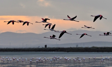 Fotógrafos en Doñana fotografiando un amanecer mágico mejores imágenes taller 18-02-2023   