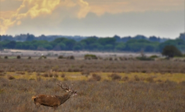 La Berrea en Doñana resumen taller fotográfico 16 septiembre 2023  