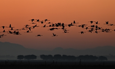 Doñana: la marisma que despierta en otoño