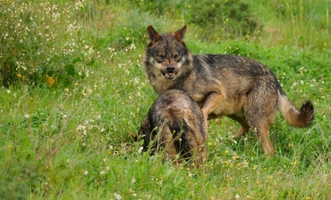 Lobos en época de celos y disputas mejores imágenes Taller Lobos 09-03-2024  