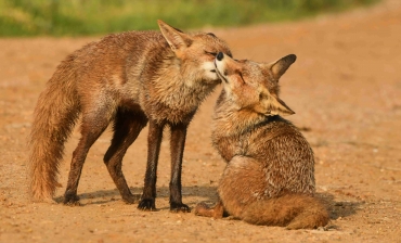 Los zorros de la marisma: guardianes furtivos de Doñana