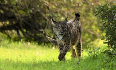 Las mejores Imágenes Taller La Magia de Andújar con tres linces-Bisontes-Ciervos-Águilas  9 marzo 2023  