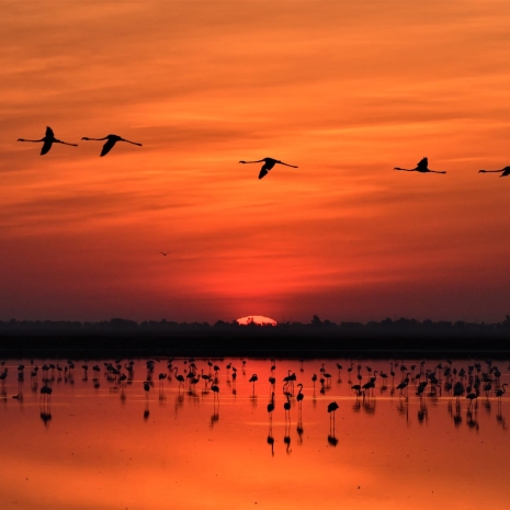 Amaneceres y atardeceres de ensueño en Doñana.
