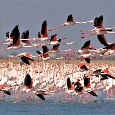 Doñana: la marisma que despierta en otoño