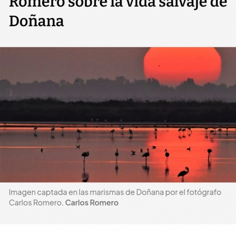 Entre marismas y amaneceres: la mirada del fotógrafo Carlos Romero sobre la vida salvaje de Doñana