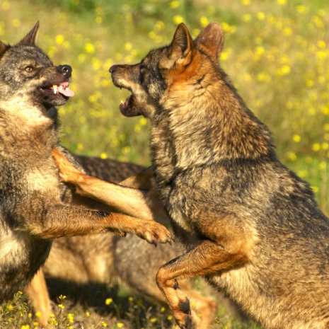 Fotógrafos AFA Alcalá por la conservación del lobo ibérico Fundación Malpartida     