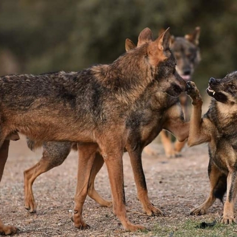 Fotógrafos AFA Alcalá por la conservación del lobo ibérico Fundación Malpartida     