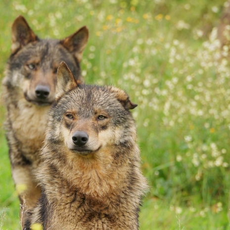 Fotógrafos comprometidos con la conservación del lobo ibérico
