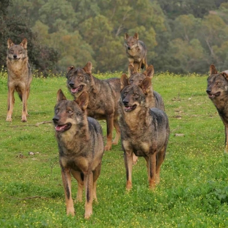 Fotógrafos cordobeses por la conservación del lobo Ibérico