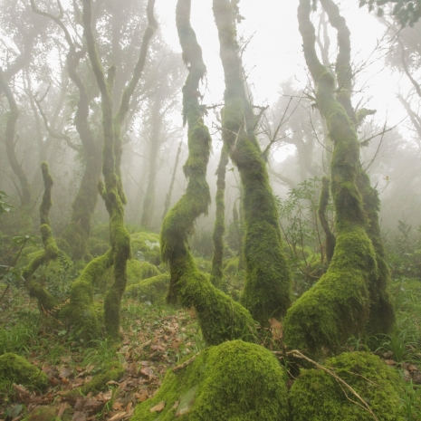 Fotógrafos en acción en el Bosque Encantado  