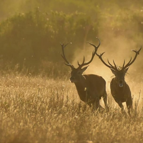 Fotógrafos en acción en la Berrea en Doñana  