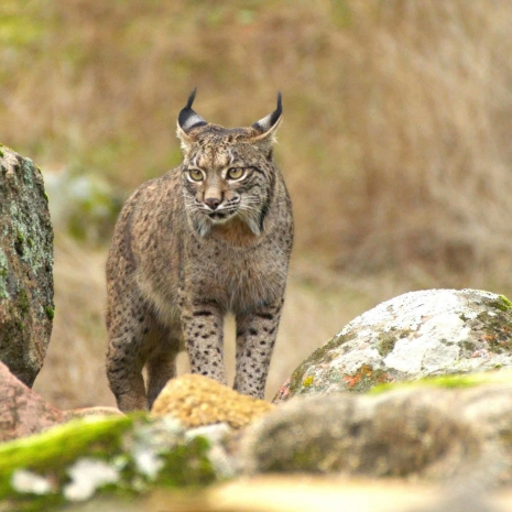 Fotógrafos por la conservación del lince Ibérico 08,09 y 10 agosto 2025   