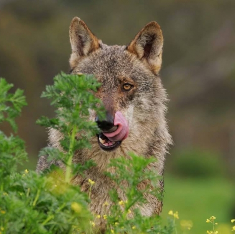 Fotógrafos por la conservación del Lobo Ibérico 23 noviembre 2024   