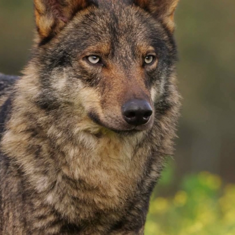 Fotógrafos por la conservación del lobo ibérico 29 marzo 2025   