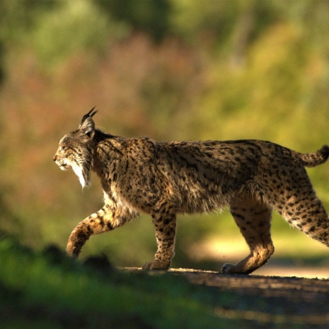 El Lince Ibérico nuestro gran legado