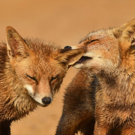 Los zorros de la marisma: guardianes furtivos de Doñana
