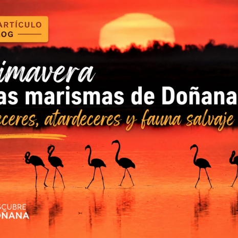 Primavera en Doñana: amaneceres, atardeceres y fauna salvaje