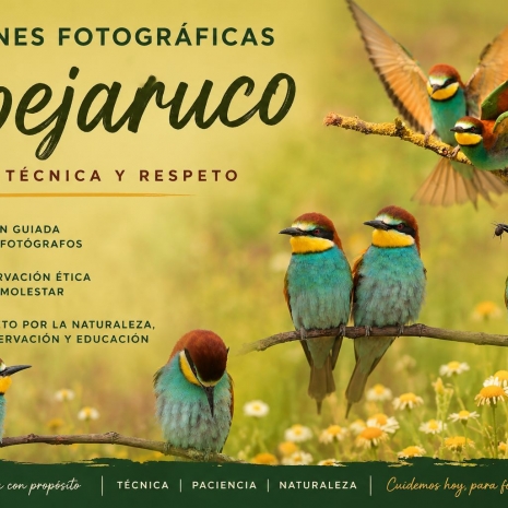 Sesiones fotográficas con el abejaruco europeo: color, técnica y respeto