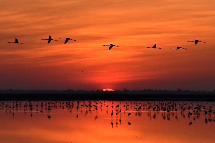 Amaneceres y atardeceres de ensueño en Doñana.