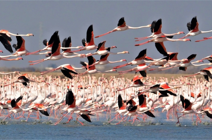 Doñana: la marisma que despierta en otoño