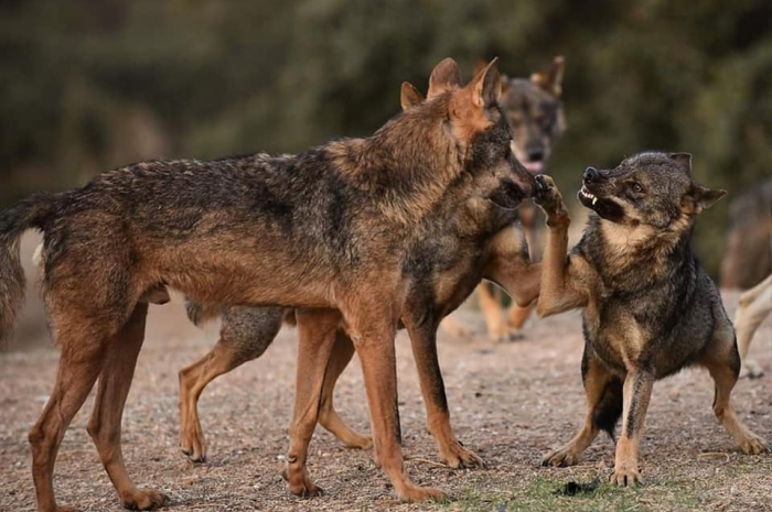 Fotógrafos AFA Alcalá por la conservación del lobo ibérico Fundación Malpartida     