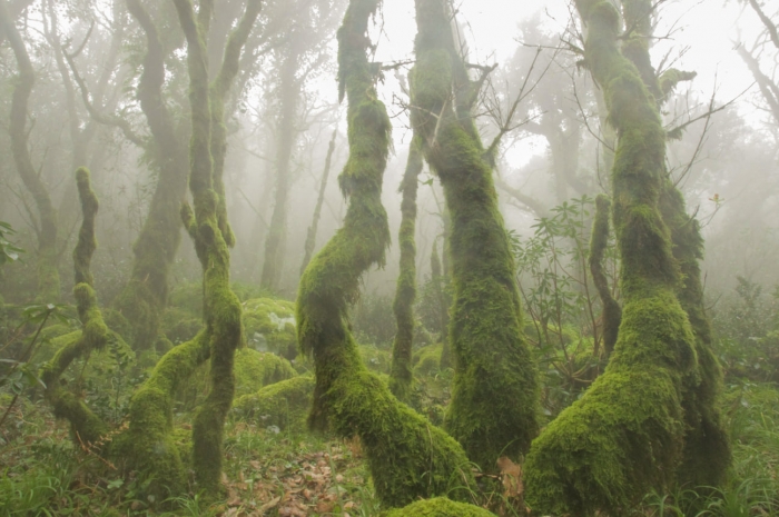 Fotógrafos en acción en el Bosque Encantado  