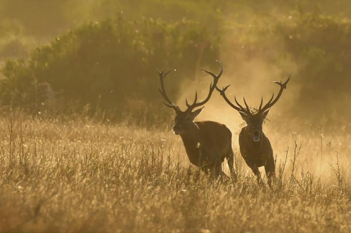 Fotógrafos en acción en la Berrea en Doñana  