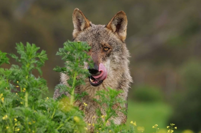 Fotógrafos por la conservación del Lobo Ibérico 23 noviembre 2024   