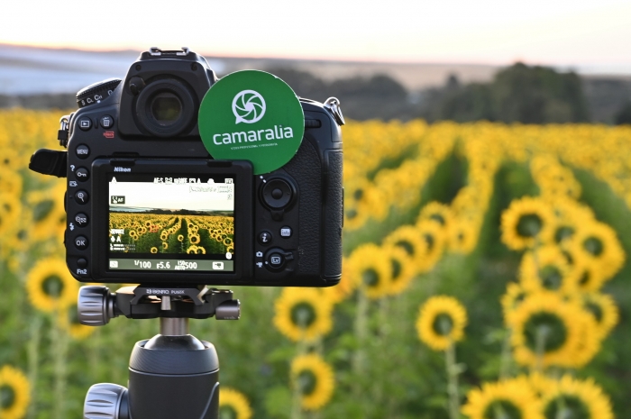 Galería de fotos de la quedada fotográfica campos de girasoles la amanecer  