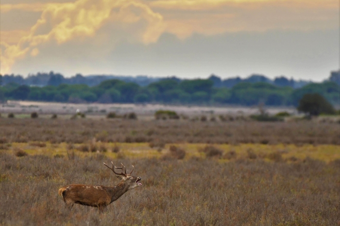 La Berrea en Doñana resumen taller fotográfico 16 septiembre 2023  