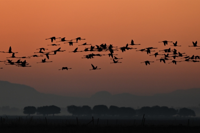 Doñana: la marisma que despierta en otoño