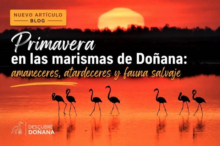 Primavera en Doñana: amaneceres, atardeceres y fauna salvaje