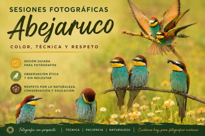 Sesiones fotográficas con el abejaruco europeo: color, técnica y respeto